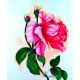 Rose Flower Canvas Painting by Artist Snehaprava Maharana